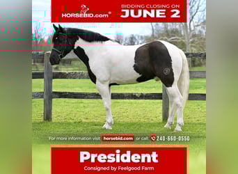 Draft Horse Mix, Gelding, 7 years, 16,1 hh