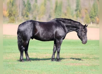 Draft Horse Mix, Gelding, 7 years, 16,3 hh, Black