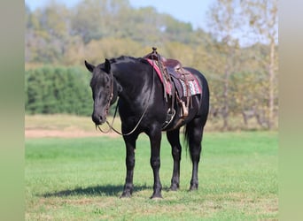 Draft Horse Mix, Gelding, 7 years, 16,3 hh, Black
