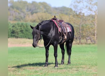 Draft Horse Mix, Gelding, 7 years, 16,3 hh, Black