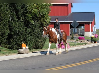 Draft Horse Mix, Gelding, 7 years, 17.3 hh, Pinto