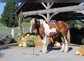 Draft Horse Mix, Gelding, 7 years, 17.3 hh, Pinto