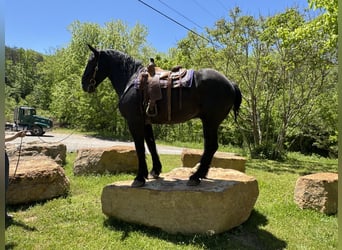 Draft Horse Mix, Gelding, 7 years, 17 hh, Black