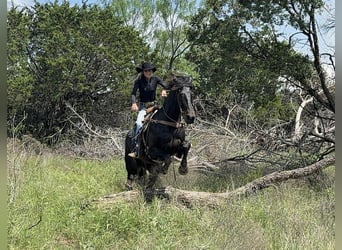 Draft Horse, Gelding, 7 years, 17 hh, Brown