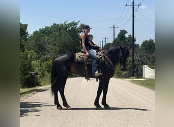 Draft Horse, Gelding, 7 years, 17 hh, Brown