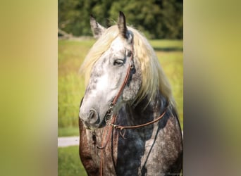 Draft Horse, Gelding, 7 years, 17 hh, Gray-Dapple