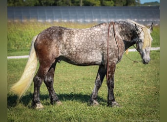 Draft Horse, Gelding, 7 years, 17 hh, Gray-Dapple