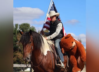 Draft Horse Mix, Gelding, 7 years, 17 hh, Pinto