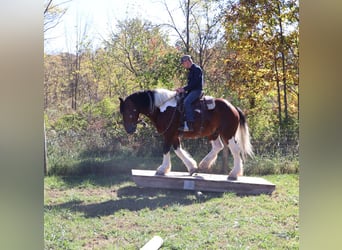 Draft Horse Mix, Gelding, 7 years, 17 hh, Pinto