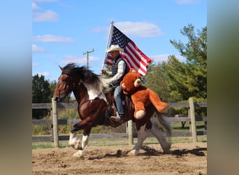 Draft Horse Mix, Gelding, 7 years, 17 hh, Pinto