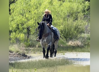 Draft Horse Mix, Gelding, 7 years, 17 hh, Roan-Blue