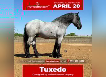 Draft Horse Mix, Gelding, 7 years, 17 hh, Roan-Blue