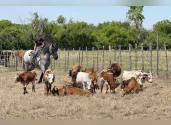 Draft Horse Mix, Gelding, 7 years, 17 hh, Roan-Blue