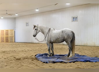 Draft Horse Mix, Gelding, 7 years, 17,1 hh, Grey