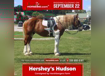 Draft Horse Mix, Gelding, 7 years, 17,3 hh, Pinto