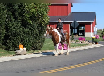 Draft Horse Mix, Gelding, 7 years, 17,3 hh, Pinto