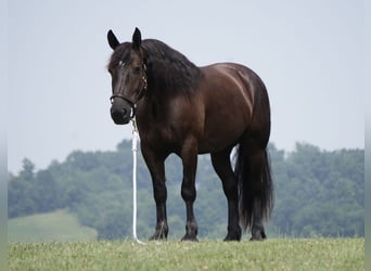 Draft Horse Mix, Gelding, 7 years, Bay-Dark