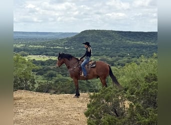 Draft Horse Mix, Gelding, 7 years, Bay