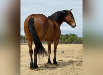 Draft Horse Mix, Gelding, 7 years, Bay