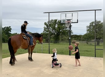 Draft Horse Mix, Gelding, 7 years, Bay