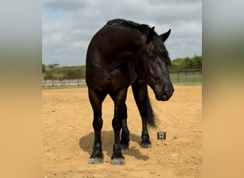 Draft Horse Mix, Gelding, 7 years, Black