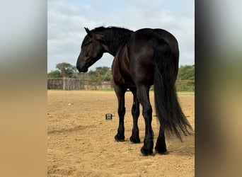 Draft Horse Mix, Gelding, 7 years, Black