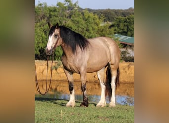 Draft Horse, Gelding, 7 years, Buckskin