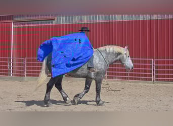 Draft Horse, Gelding, 7 years, Grey