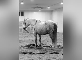 Draft Horse Mix, Gelding, 7 years, Grey