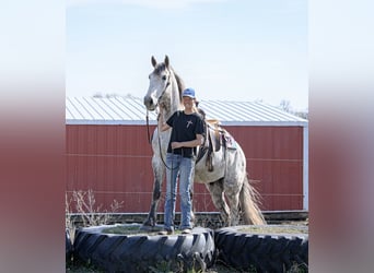 Draft Horse Mix, Gelding, 7 years, Grey