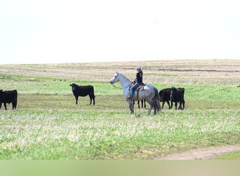 Draft Horse Mix, Gelding, 7 years, Grey