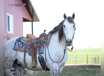 Draft Horse Mix, Gelding, 7 years, Grey