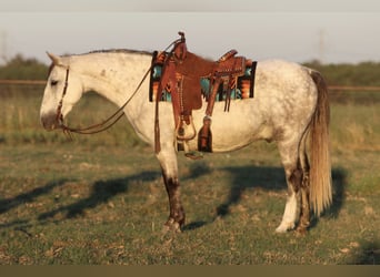 Draft Horse Mix, Gelding, 7 years, Grey