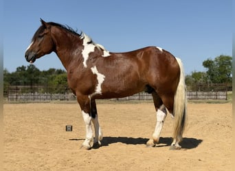 Draft Horse Mix, Gelding, 7 years, Pinto