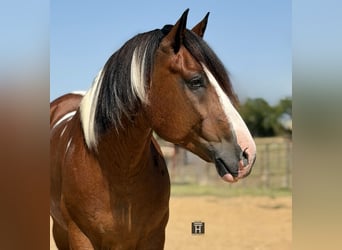 Draft Horse Mix, Gelding, 7 years, Pinto