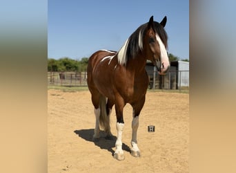 Draft Horse Mix, Gelding, 7 years, Pinto