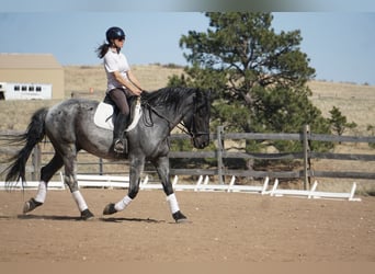 Draft Horse, Gelding, 7 years, Roan-Blue