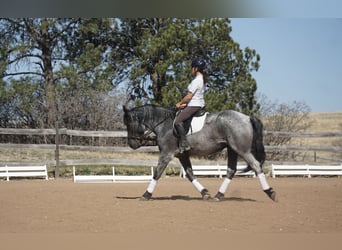Draft Horse, Gelding, 7 years, Roan-Blue