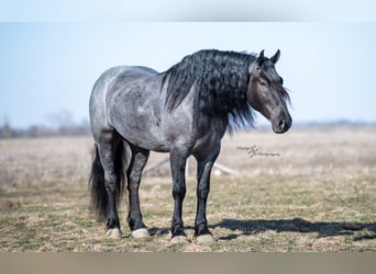 Draft Horse, Gelding, 7 years, Roan-Blue