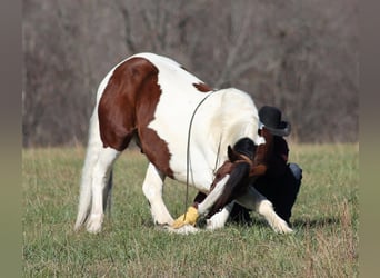 Draft Horse, Gelding, 7 years, Tobiano-all-colors