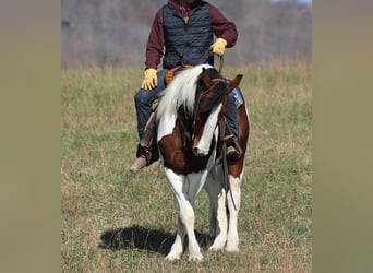 Draft Horse, Gelding, 7 years, Tobiano-all-colors