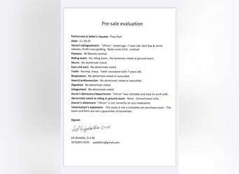 Draft Horse, Gelding, 7 years, Tobiano-all-colors