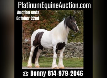 Draft Horse, Gelding, 7 years, Tobiano-all-colors