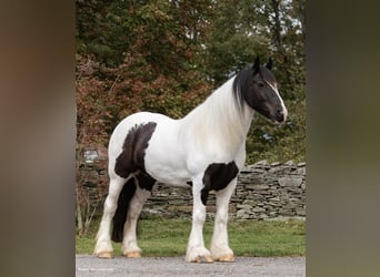 Draft Horse, Gelding, 7 years, Tobiano-all-colors