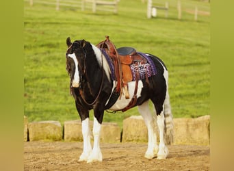 Draft Horse Mix, Gelding, 8 years, 14.1 hh, Tobiano-all-colors