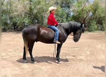 Draft Horse, Gelding, 8 years, 14,3 hh, Gray