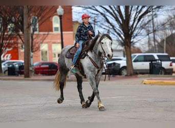 Draft Horse, Gelding, 8 years, 14.3 hh, Grey