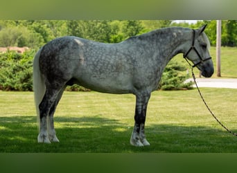 Draft Horse Mix, Gelding, 8 years, 14 hh, Grey