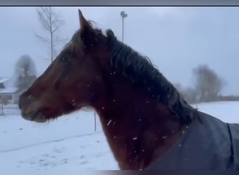 Draft Horse, Gelding, 8 years, 14,2 hh, Chestnut