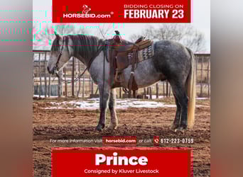 Draft Horse, Gelding, 8 years, 14,3 hh, Grey